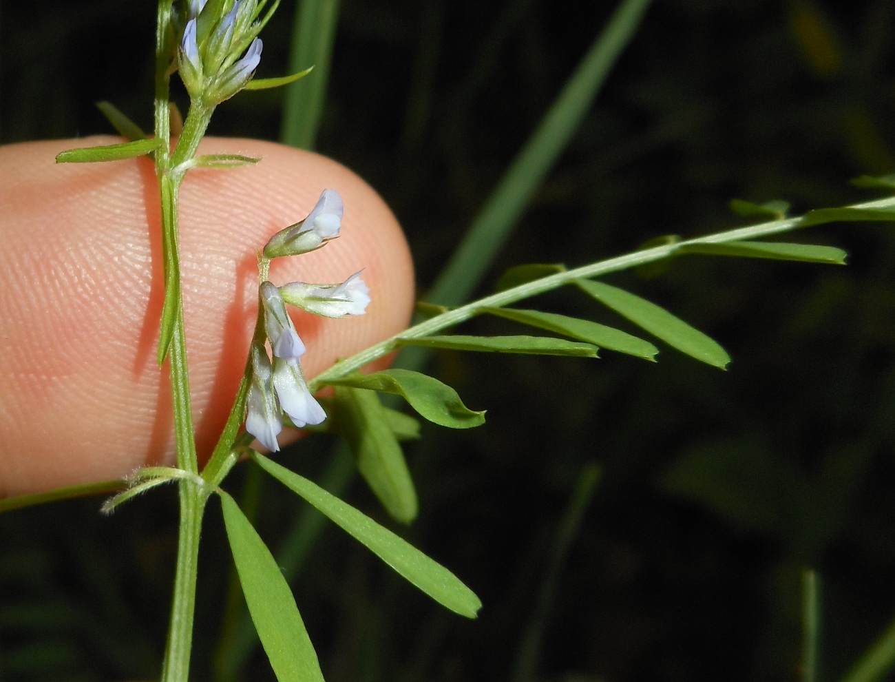 Vicia loiseleurii / Veccia di Loiseleur